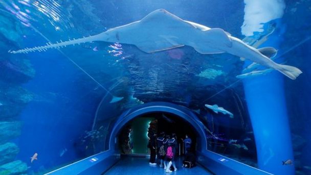 Аквариум Токио