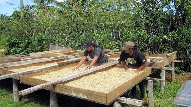 Ранчо Атиу-Айленд-Коффи-Фэктори в Раротонге