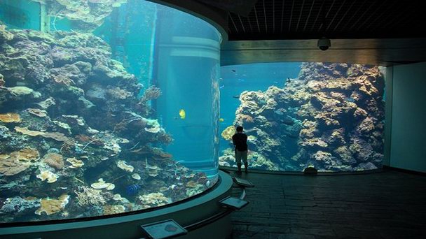 Национальный музей-аквариум биологии моря в Пиндуне