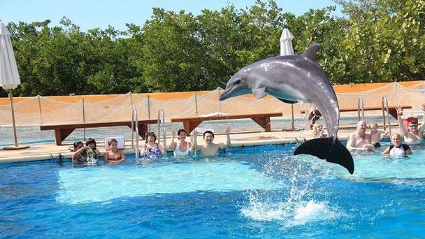 Дельфинарий «Пуэрто Вальярта» в Пуэрто-Вальярте Дельфинарий «Пуэрто Вальярта» в Пуэрто-Вальярте