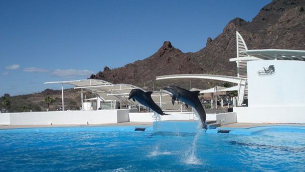 Дельфинарий Сонора