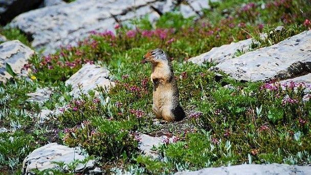 Природный парк Goodsir в Британской Колумбии Природный парк Goodsir в Британской Колумбии