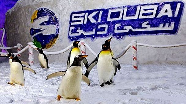 Шоу «Дружеские встречи с пингвинами» в Ski Dubai в Дубае Шоу «Дружеские встречи с пингвинами» в Ski Dubai в Дубае