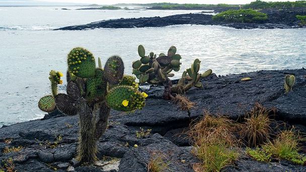 Мыс Пунта Морено на Галапагосских островах