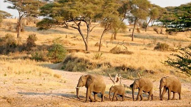 Национальный парк Тарангире