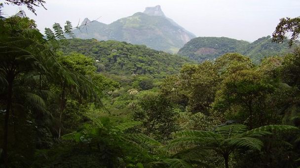 Лес Тижука в Рио-де-Жанейро