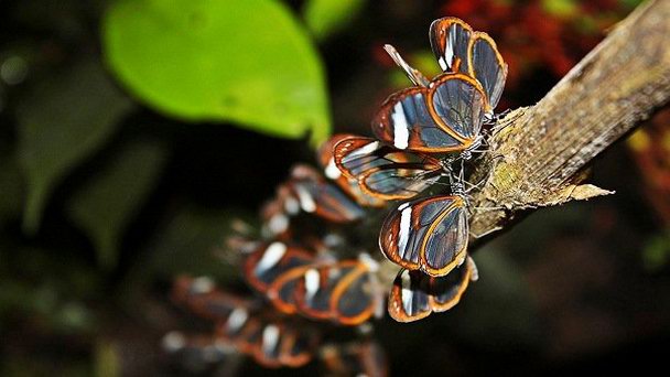 Ферма бабочек Зеленые холмы в Сан-Игнасио Ферма бабочек Зеленые холмы в Сан-Игнасио