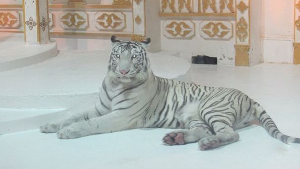 Зверинец с животными-альбиносами в парке Фантазия на Пхукет