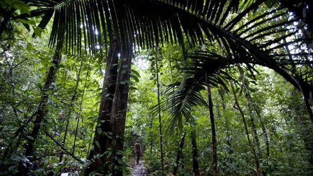 Региональный заповедник Тресор в Кайенне Региональный заповедник Тресор в Кайенне