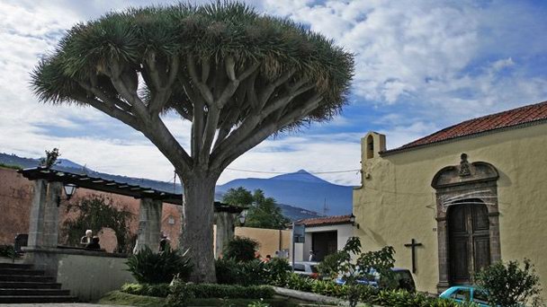 Драконово дерево на Канарских островах