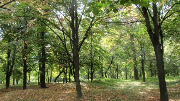 Болдины Горы в Чернигове