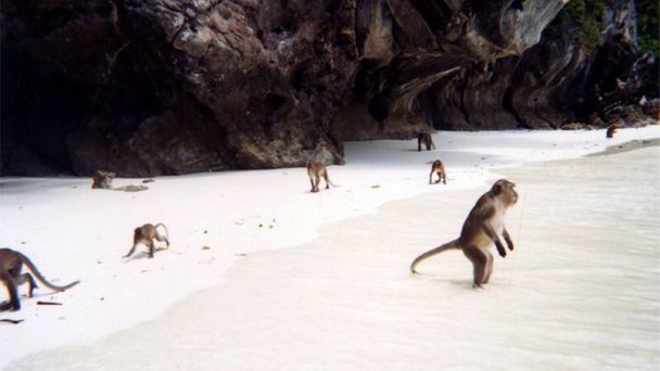 Пляж обезьян на острове Пхи Пхи Дон в Провинции Краби