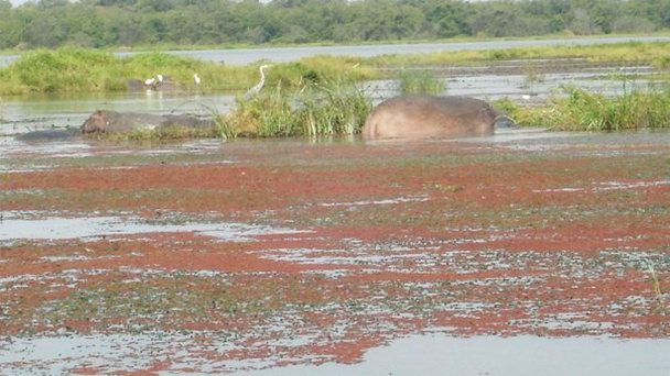 Биосферный резерват Мар-оз-Иппопотам в Уагадугу