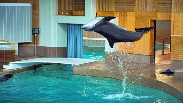 Дельфинарий Сяркянниеми в Тампере Дельфинарий Сяркянниеми в Тампере