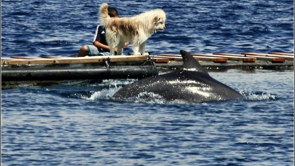 Заповедник-аттракцион «Дельфиний Риф» в Эйлате Заповедник-аттракцион «Дельфиний Риф» в Эйлате