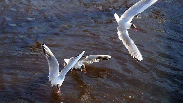 Нижний пруд в Санкт-Петербурге Нижний пруд в Санкт-Петербурге
