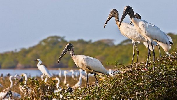 Заповедник Крукед три в Белизе