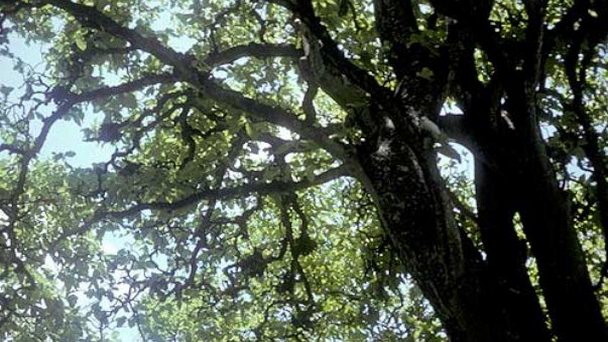 Остров Пиг на о-вах Лайне Остров Пиг на о-вах Лайне