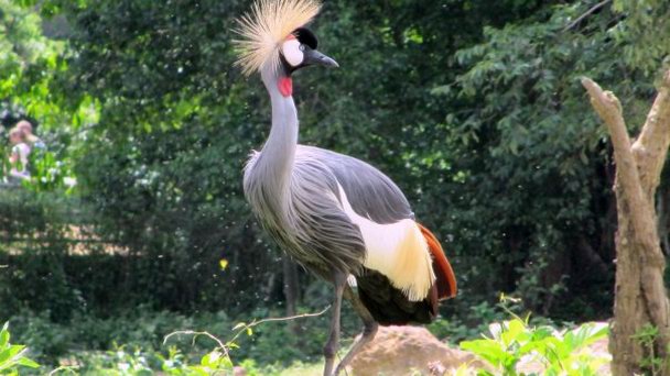 Образовательный центр дикой природы