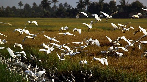 Птичий заповедник Кумараком в Керале
