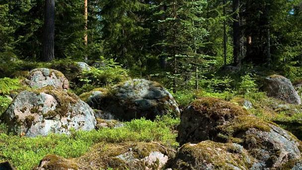 Дендрариум Мюстиля в Лахти