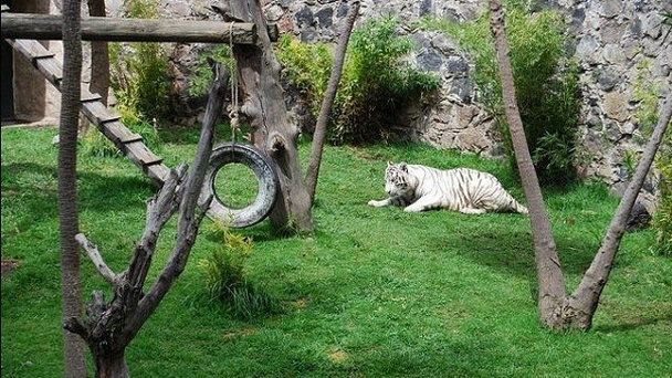 Зоопарк Zacango в Мехико