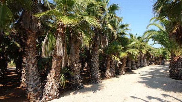 Сад Ботаникактус на Мальорке