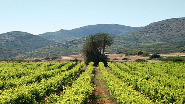 Винодельня при монастыре Топлу на Острове Крит