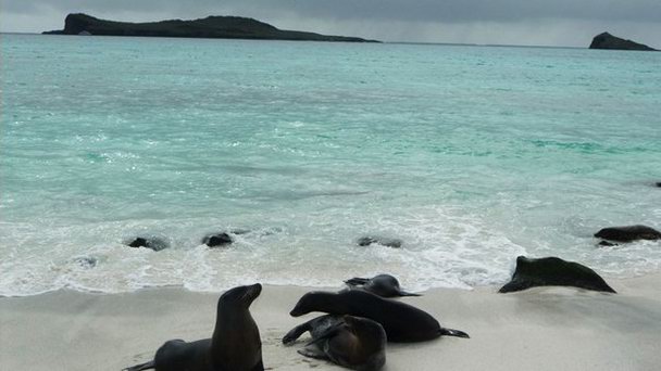 Залив Гарднера на Галапагосских островах Залив Гарднера на Галапагосских островах