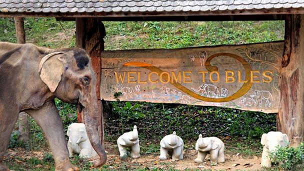 Убежище для слонов Boon Lott`s Elephant Sanctuary Сyкoтaе