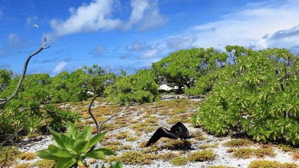 Остров Босан-Бёрд на о-вах Лайне Остров Босан-Бёрд на о-вах Лайне