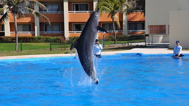 Дельфинарий Тулума в Канкуне
