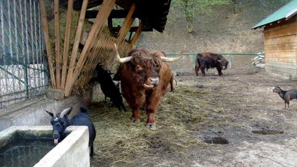 Сараевский зоопарк в Сараево