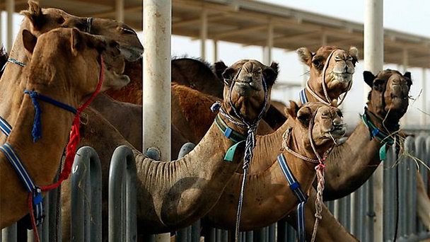 Верблюжья ферма в Раджастане