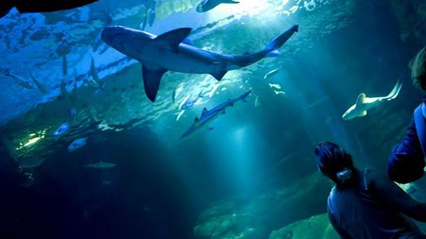 Океанариум Синеаква в Париже