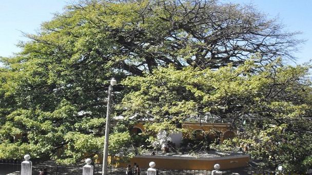 Сейба в деревне Палин в Антигуа-Гуатемале