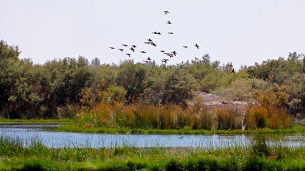 Водно-болотные угодья Азрака