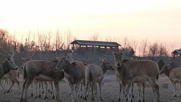 Пекинский музей «Лосиный сад»