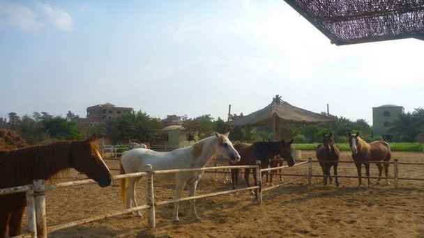 Ферма Al Sorat в Гизе