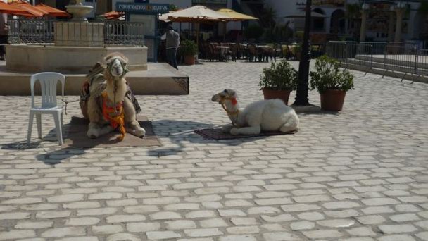 Центральная площадь Хаммамета