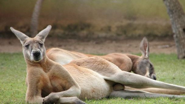 Сад попугаев между Беникарло и Пенисколой в Коста Дель Азаре