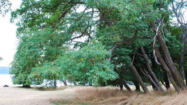 Общественный парк Thomson в Британской Колумбии Общественный парк Thomson в Британской Колумбии