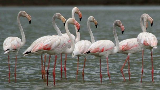 Национальный парк Лочинвар в Лусаке