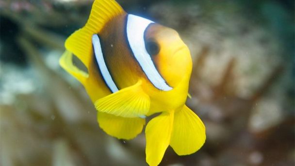 Риф короля Абдаллы в Акабе