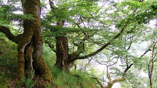 Национальный парк Келлервальд-Эдерзе в Берлине