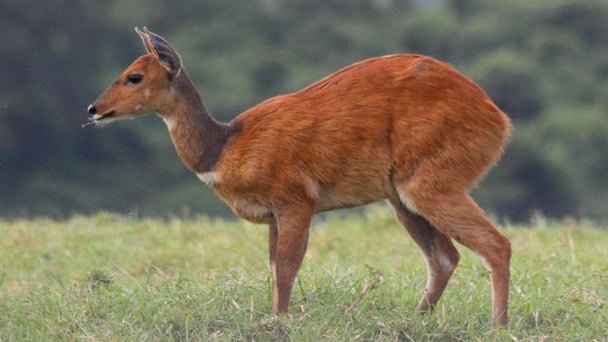 Национальный парк Абердэр в Абердаре