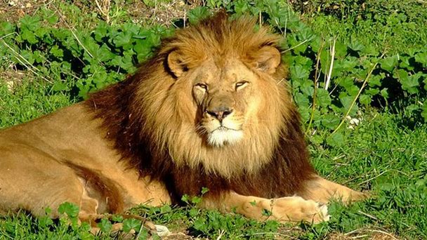 Зоопарк «Лунаре» в Лангедок-Руссильоне