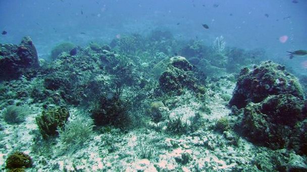 Риф Паланкар в Кинтана-Роо