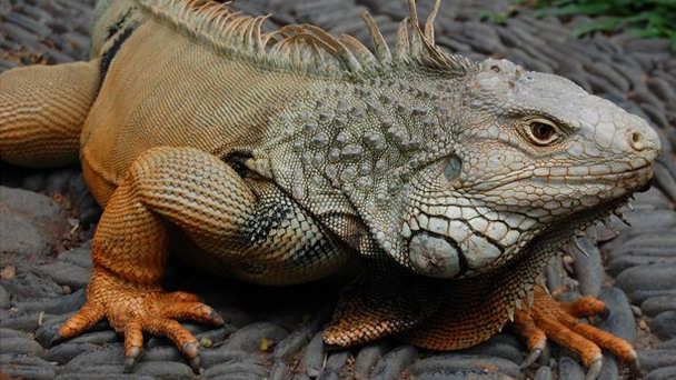 Парк рептилий на Бали