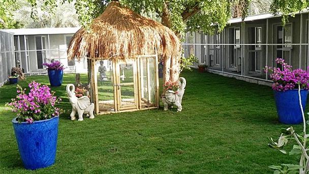 Зоогостиница Posh Paws в Шардже Зоогостиница Posh Paws в Шардже